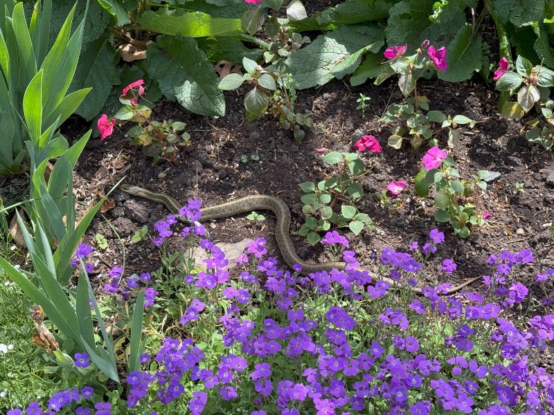 A Startling Visitor in the Garden - by Sunscape