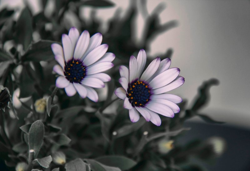Un par de flores - [En] A couple of flowers