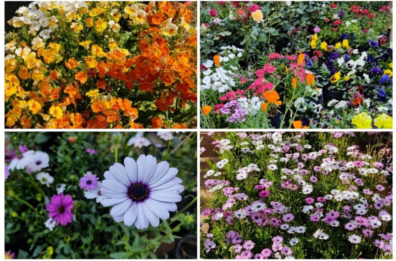 Sublime Sunday - In the captivating Company of Wonderfully fabulous Flowers, astonishingly charming!