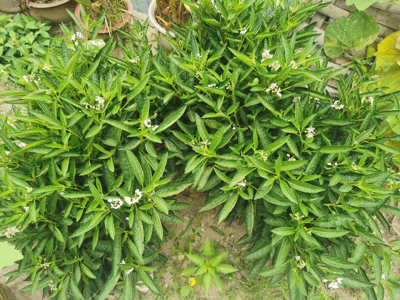 看起来又一次上当