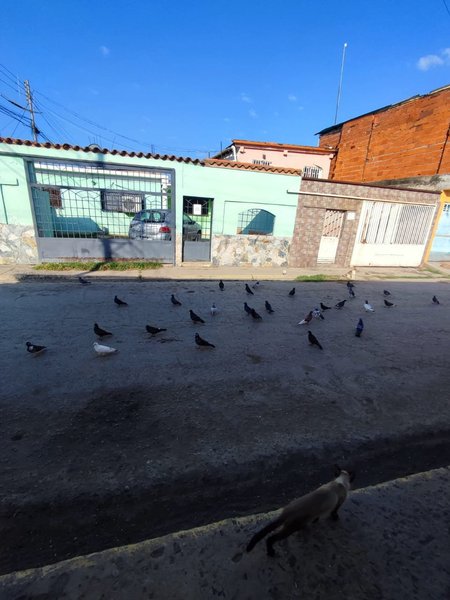 Observa, Piensa, Escribe "Cubrete☂️, allí van volando las palomas, peligro al acecho🕊️