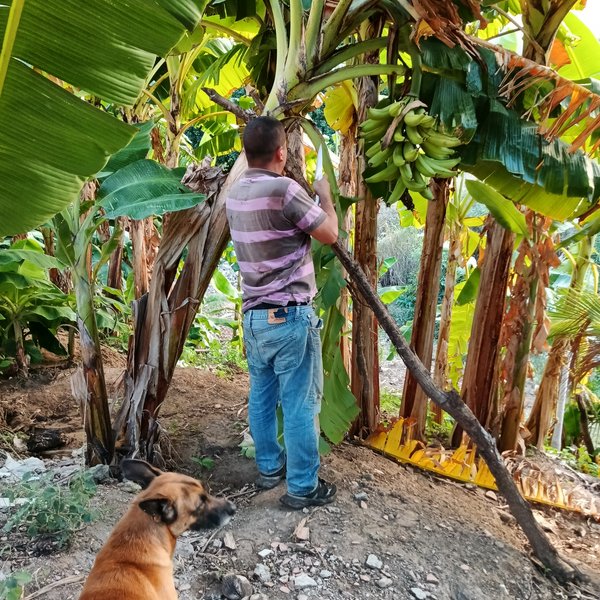 [ESP/ENG] Cortando un racimo de plátano en compañía de mi perro. / Cutting a bunch of bananas with my dog.