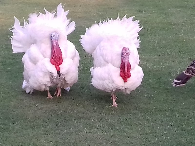 Turkey (bird)