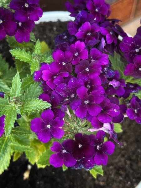 Verbena lilac. 💜