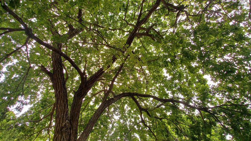 An oak tree that brings good energy/ Un roble que trae buenas energías[ENG/ESP]