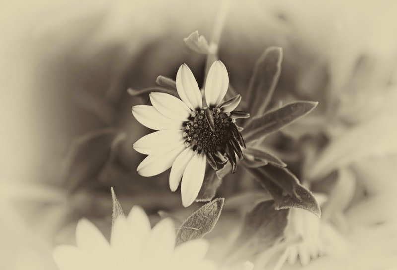 Fotografías en Sepia - Margaritas | [En] Photos in Sepia - Daisies
