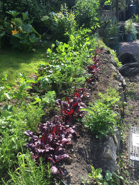 Garden Journal Entry 3. Things Coming Along, And Creative Courgettes.