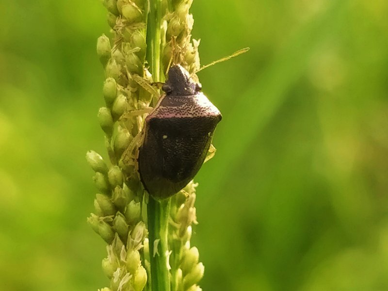Genus Eysarcoris