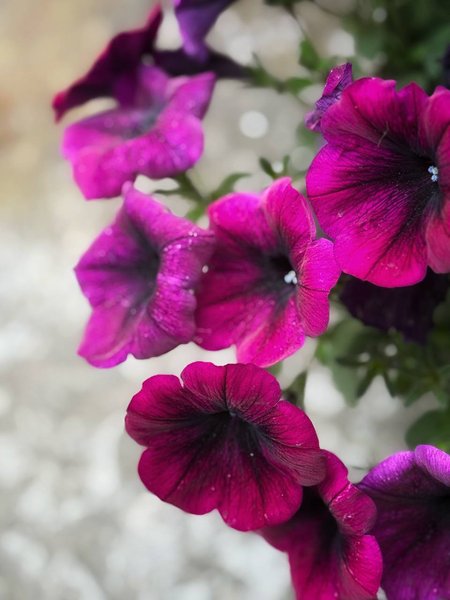 Beautiful petunia flowers.