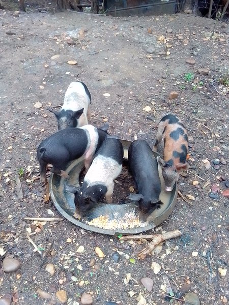 (ENG -EPN )My baby pig  /Mi cria de cerdo