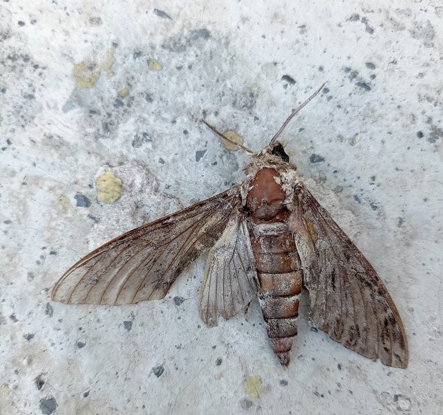 Mariposa Dorada. Shortstory