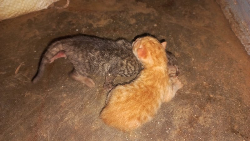 [ENG/ESP] Kenga the cat gave birth to two beautiful kittens/ La gata kenga dió a luz dos hermosos gatitos.