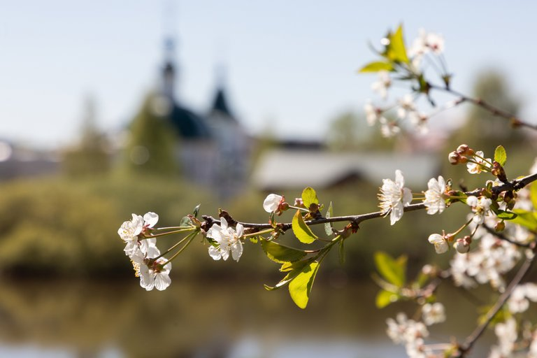 Blossoming cherry