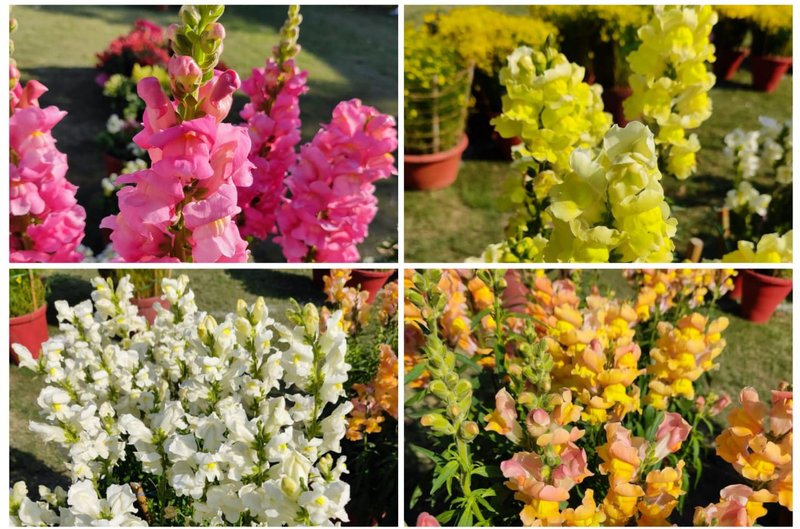 Snapdragons, the dragon-shaped blossoms, truly vivid and vibrant coloured flowers!