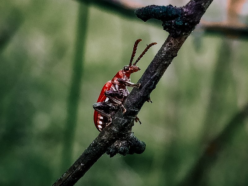 Lilioceris lilii