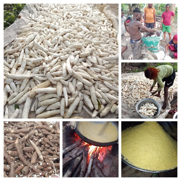 How We Turn Cassava into Garri: The Full Process