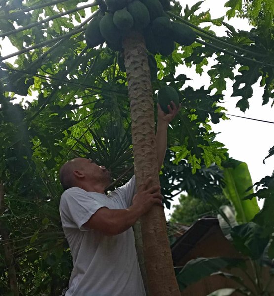 Harvesting a Papaya and Benefits Behind It | Rightafter Visited My Friends Mini-vegetable Garden