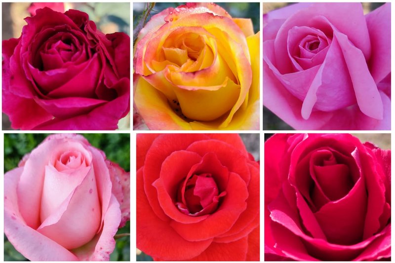 Sublime Sunday-Breathtaking, Captivating and fascinating Rose Close-ups! Boundless Beauty that is absolutely Timeless!