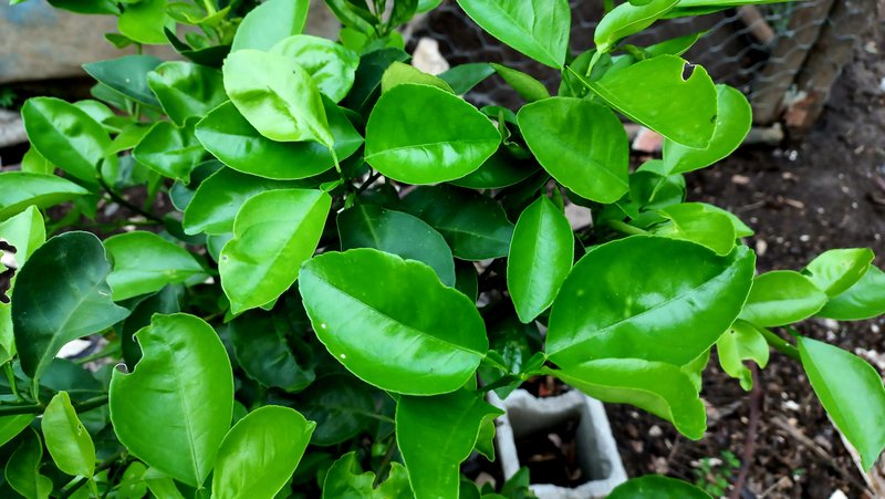 What a rich aroma emanates from the leaves of citrus plants/ Que rico aroma emanan las hojas de las plantas cítricas[ENG/ESP]