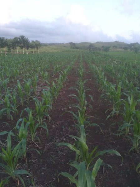 Corn plant care (Garden Activities 01 March 2024)