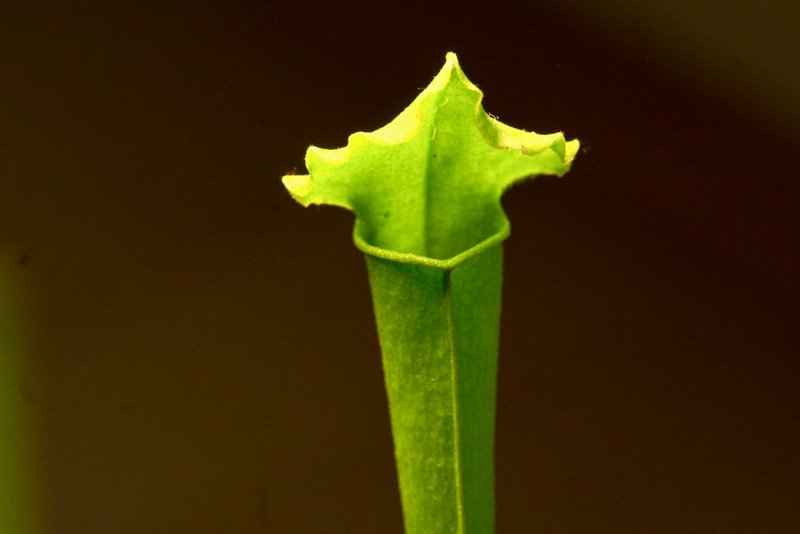 Carnivorous plants - Flies checked in… never checked out