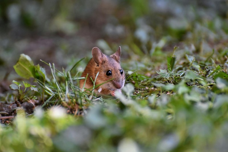 War Against Mice And Humans