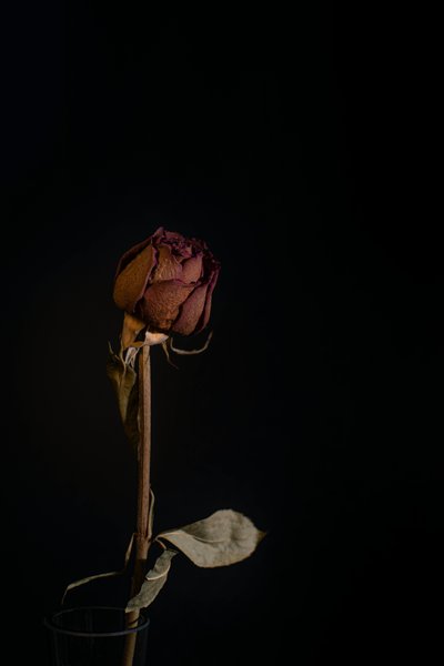 My dear withered rose