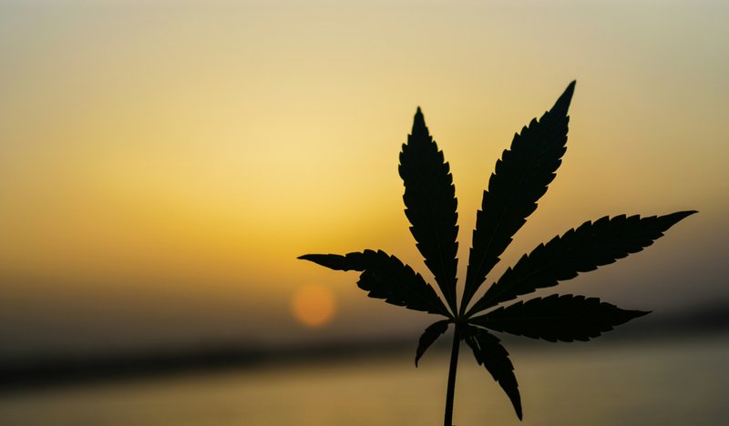 Government To Reclassify Marijuana