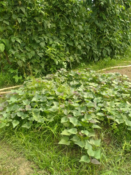 Japanese sweet potatoes after planting for a month
