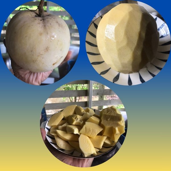 What kind of mango is this? The fruit is big and round with a golden yellow skin.