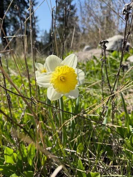 Daffodils And DBT