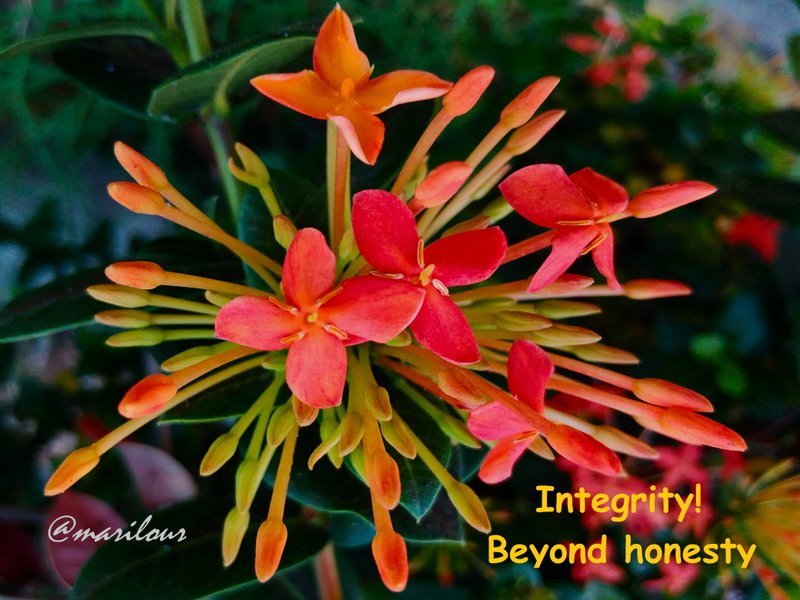Integrity! Beyond honesty || ¡Integridad! Más allá de la honestidad