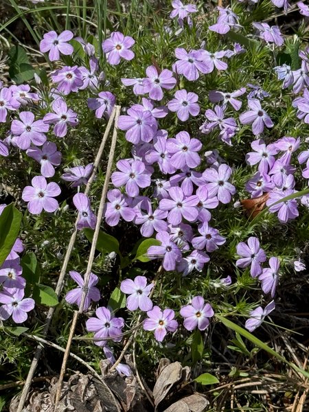 A Phlox And Feline Scene