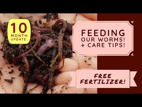 Vermicomposting! A check-in on our 10month old worm colony, with some tips and tricks. :D