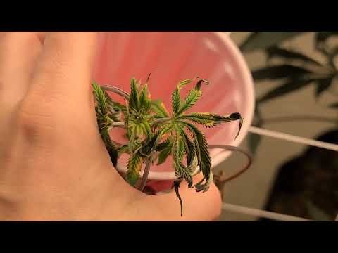 The experiment was actually a success!