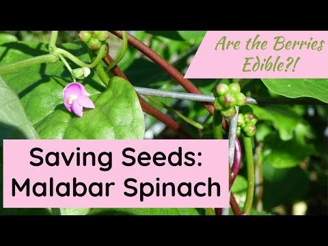 Malabar Spinach: Saving Seeds, and Are the Berries Edible?!