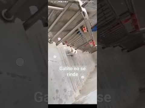 Stubborn cat/Gato testarudo