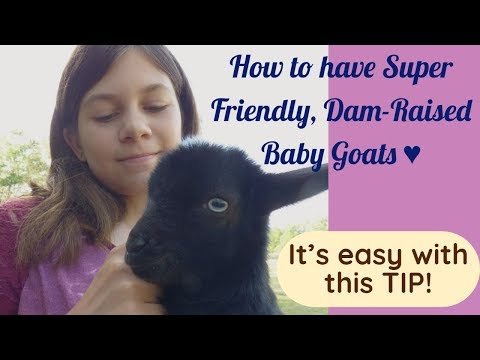 ♥ How to get those dam-raised baby goats to be as tame as bottle babies! ♥