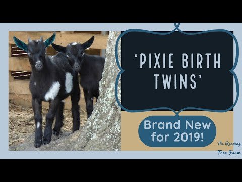 ♥ Pixie the Goat Gives Birth to TWINS! ♥