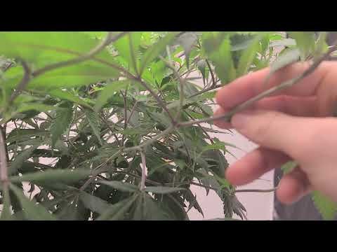 30 gallon organic living soil grow - day 1