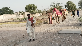 A View of Well Decorated Camels 