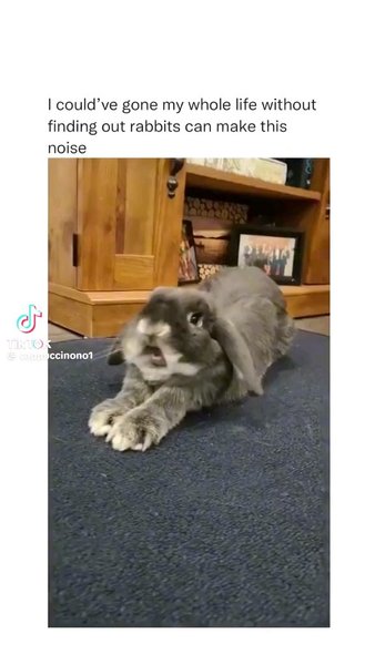 I didn't expect rabbits to make those noises. 