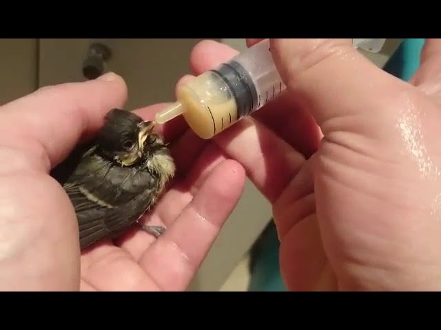 Periparus ater