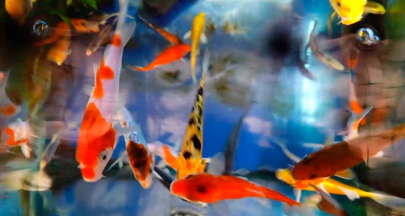 Colorful Fish Movement.