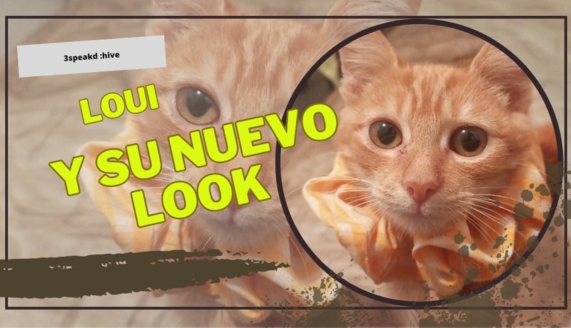 Louis the baby cat and his "new look"