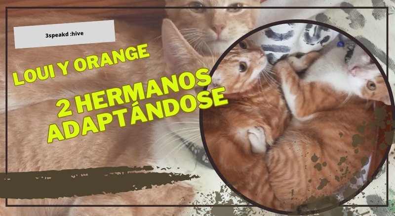 2 hermanos gatunos y territoriales Adaptándose..