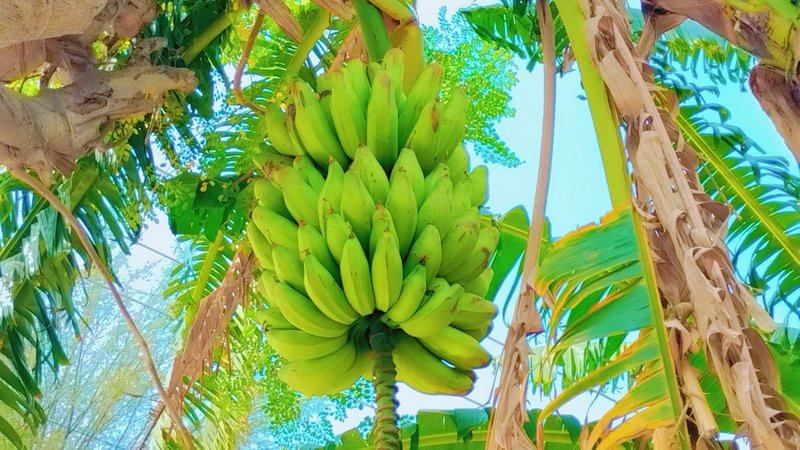 Harvesting fresh Bananas. Banana Garden. Cosecha de plátanos frescos. Huerto de plátanos. 