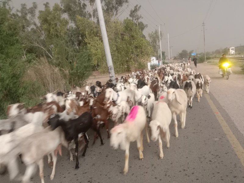 Beautiful herd of goats and sheep