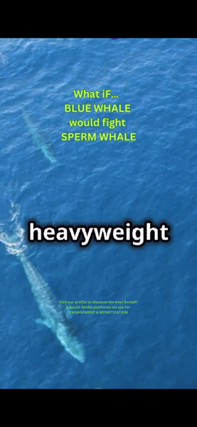 What iF…  BLUE WHALE would fight SPERM WHALE