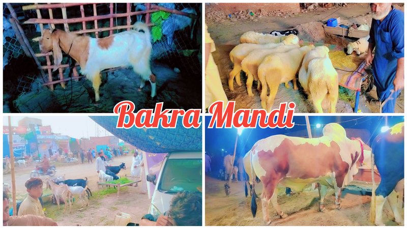 Bakra Mandi Visit 2025. Visita a Bakra Mandi 2025. 